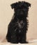 Affenpinscher Puppy