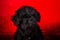 Affenpinscher puppy, portrait on a red background