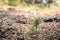 Afforestation and regrow forests. New growth of a small pine sapling and grass growing on the forest floor next to burnt trees