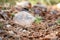 Afforestation and regrow forests. New growth of a small pine sapling and grass growing on the forest floor next to burnt trees