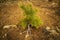 Afforestation. Young pine planted regrowth on plot with sandy soil