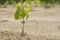 Afforestation. Young tree planted regrowth on plot with sandy soil.