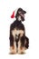 Afgan-hound dog with Santa hat