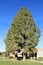 Afgan Pine Tree in Arizona