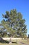 Afgan Pine Tree in Arizona (Eldarica Pine)