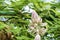 Afgekia mahidoliae blossom pink flower on leaf natural background at Thailand. Botanical Afgekia mahidoliae