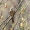 Afghan Babbler , Afghaanse Babbelaar, Argya huttoni salvadorii