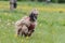 Afghan borzoi dog running lure coursing competition on field