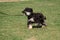 An Afghan greyhound is walking on a leash