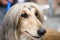 Afghan hound