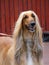 Afghan hound