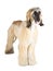 Afghan Hound