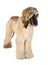 Afghan Hound