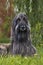 Afghan hound