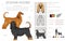 Afghan hound all colours clipart. Different coat colors set