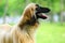 Afghan hound dog