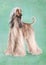 Afghan hound dog long-haired on green canvas texture background. Cute pedigree dog. Ideal for prints, postcards, and posters.