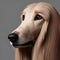 Afghan Hound dog sideways gaze