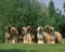 Afghan Hound, Group of Adults Standing on Grass