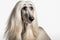 Afghan Hound portrait photo, white background