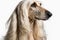 Afghan Hound portrait photo, white background