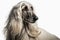 Afghan Hound portrait photo, white background