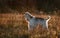 Afghan hound posing in cold autumn field