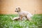 Afghan hound puppies playing outdoors