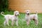 Afghan hound puppies walking outdoors