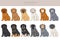 Afghan hound puppy all colours clipart. Different coat colors set