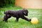 Afghan hound puppy playing with a ball