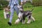 Afghan hound runs alongside the owner on the grass close-up