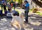 An Afghan hound stands with its owner at a dog festival - competition in the city of Ako in northern Israel