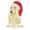 Afghan hound wears Christmas hat.