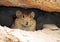 The Afghan pika face portrait , Ochotona rufescens wild in nature