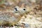 The Afghan pika head close up , Ochotona rufescens wild in nature