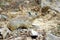 The Afghan pika , Ochotona rufescens wild in nature