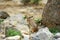 The Afghan pika , Ochotona rufescens wild in nature