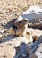 The Afghan pika , Ochotona rufescens wild in nature