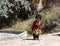 Afghanistan refugee camp children in the North in the middle fighting season