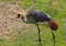 Afican Crowned Crane