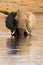 Afican Elephant, Chobe National Park, Botswana