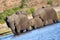 Afican Elephant, Chobe National Park, Botswana