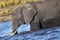 Afican Elephant, Chobe National Park, Botswana