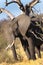 Afican Elephant, Chobe National Park, Botswana