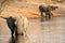 Afican Elephant, Chobe National Park, Botswana