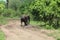 afican Elephant wondering in forest of Africa