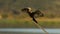 Afircan Darter ( Anhinga rufa) Pilanesberg Nature Reserve, South Africa