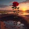 Aflame in Dusk: The Red Rose\\\'s Dance with the Setting Sun