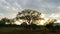 afracan national park savanna on sunrise trip landscape tour